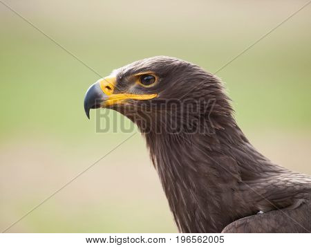 Detail of head of steppe eagle - Aquila nipalensis