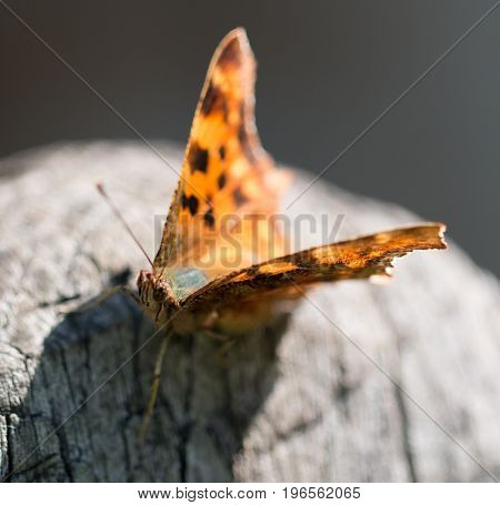A Beautiful Butterfly Polygonia calbum is sunbathing