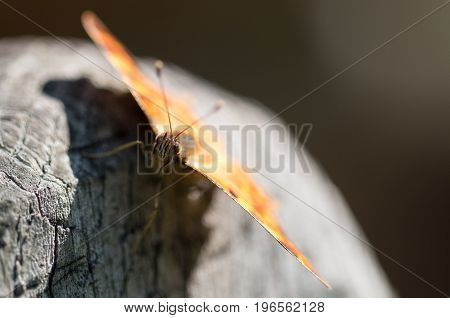 Butterfly Polygonia calbum is sunbathing on a grey background
