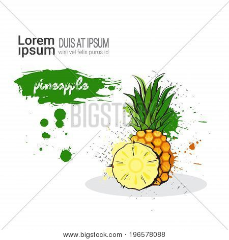 Pineaaple Hand Drawn Watercolor Fruit On White Background With Copy Space Vector Illustration