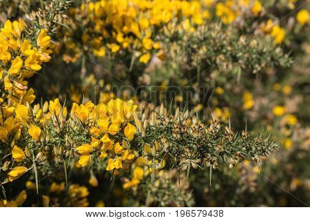 closeup of Scotch broom flowers and thorns