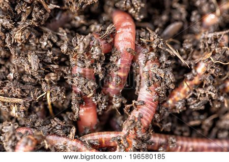 Macro shot of red worms Dendrobena in manure earthworm live bait for fishing