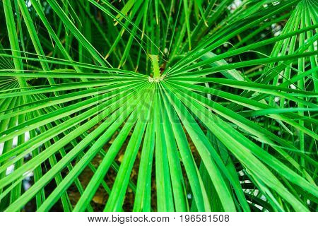 Round spiky palm leaf in tropical forest green foliage background summer vacation seaside ocean relax inspirational text ready