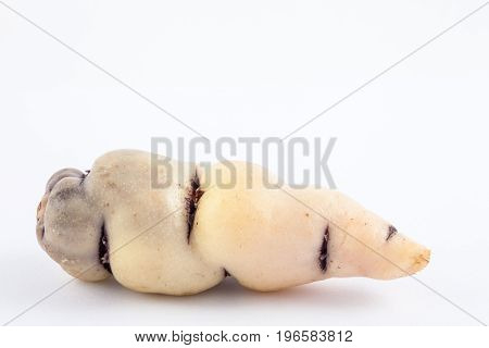 Cubios (Tropaeolum tuberosum) isolated on white background