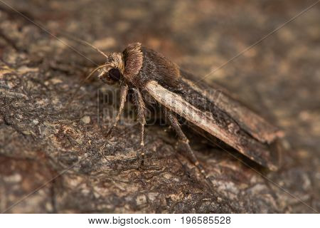 Flame shoulder (Ochropleura plecta) at rest on bark. British moth in the family Noctuidae attracted to light in Bath Somerset UK