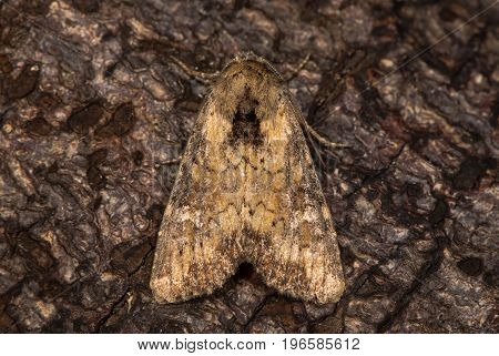 Clouded brindle (Apamea epomidion) at  rest on bark. British moth in the family Noctuidae attracted to light in Bath Somerset UK
