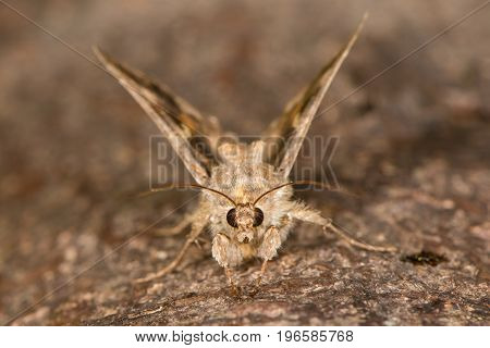 Silver Y (Autographa gamma) about to take flight. Immigrant British moth in the family Noctuidae attracted to light in Bath Somerset UK