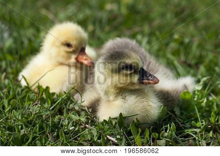 Two little domestic gosling in green grass.