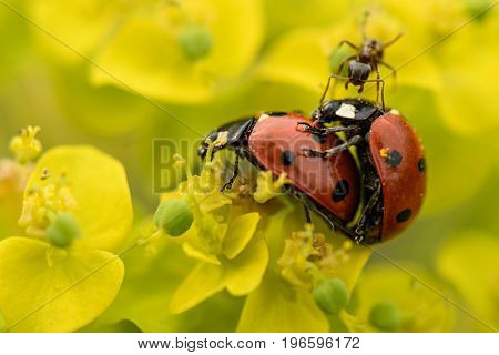 Mating Multicoloured Asian Ladybirds Ladybugs Harmonia Axyridis The Process Of Mating Ladybugs On Th