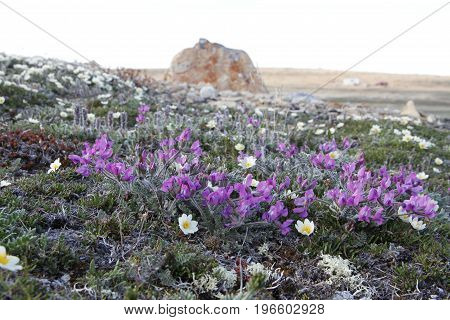 Arctic Oxytrope (Oxytropis arctic) in full bloom near Cambridge Bay