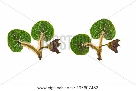 Pressed and dried flower wild ginger (asarum europaeum) isolated on white background. For use in scrapbooking floristry (oshibana) or herbarium.