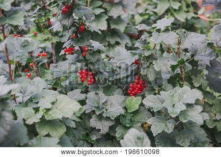 Red Currant. Currant On A Bush.