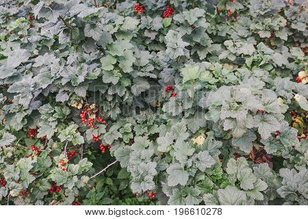 Red Currant. Currant On A Bush.