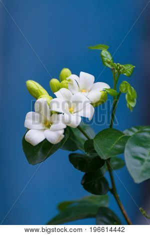 White Flower Of Orange Jessamine, Satin Wood, Murraya Exotica Tree, Cosmetic Bark Tree.
