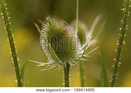 Inflorescence of a wild teasel Dipsacus fullonum.