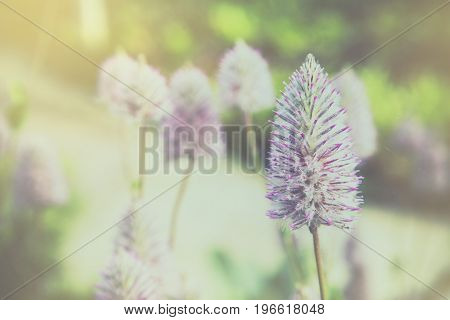 Close-up Ptilotus exaltatus flower in the garden