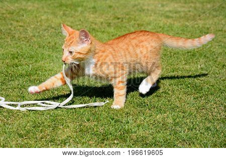 Twelve week old ginger kitten playing with a string in the garden UK.