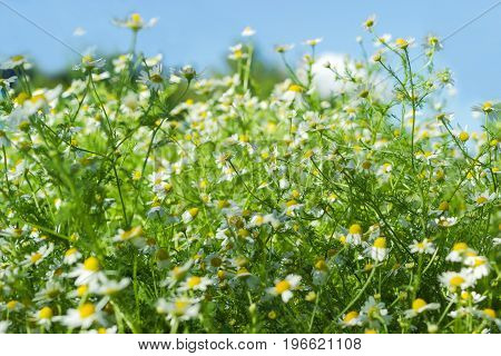Background of a fragment of the meadow with wild chamomile against of the sky