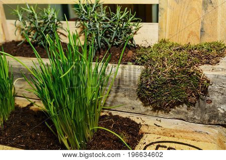 Creative herb garden from a Euro wooden pallet - detail