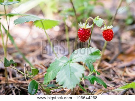 red wild strawberry on bush in the forest