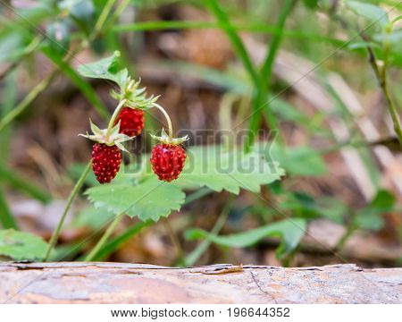 red wild strawberry on bush in the forest