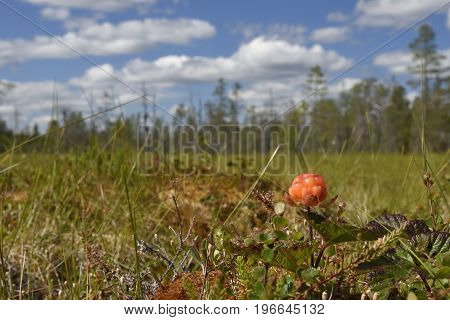 Closeup of a Cloud berry on a morass with a blue sky in background picture from the North of Sweden.