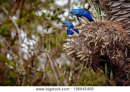 hyacinth macaw on a palm tree in the nature habitat, wild brasil, brasilian wildlife, birding, biggest parrot, blue magic, palm nuts, blue