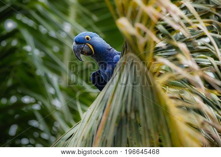 hyacinth macaw on a palm tree in the nature habitat, wild brasil, brasilian wildlife, birding, biggest parrot, blue magic, palm nuts, blue