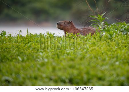 capybara in the nature habitat of northern pantanal, biggest rondent, wild america, south american wildlife, beauty of nature, giants