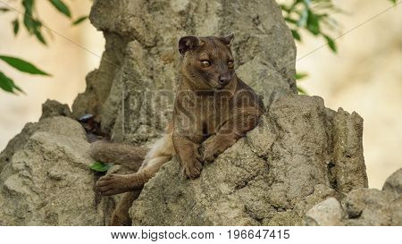 Closeup view of fossa standing on top of the rocks