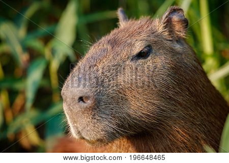 capybara in the nature habitat of northern pantanal, biggest rondent, wild america, south american wildlife, beauty of nature, giants