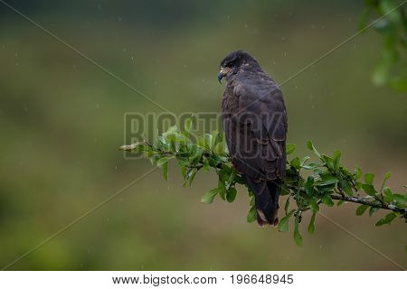 bird of pantanal in the nature habitat, wild brasil, brasilian wildlife, pantanal, green jungle, south american nature and wild