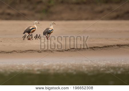 bird of pantanal in the nature habitat, wild brasil, brasilian wildlife, pantanal, green jungle, south american nature and wild