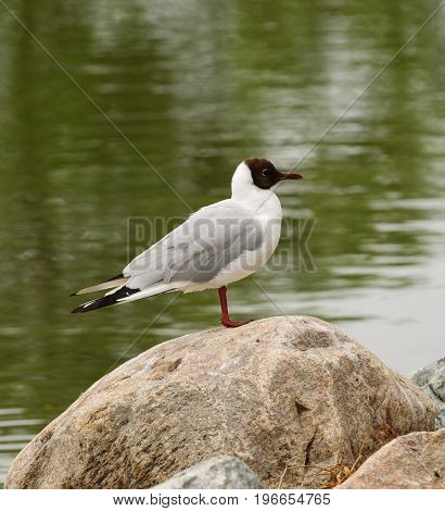 Black-headed gull, common to Europe, infrequently seen on the Eastern coast of US