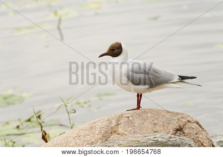 Black-headed gull, common to Europe, infrequently seen on the Eastern coast of US
