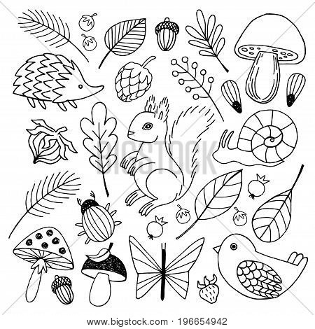 Forest animals vector isolated on white  background.   Forest background