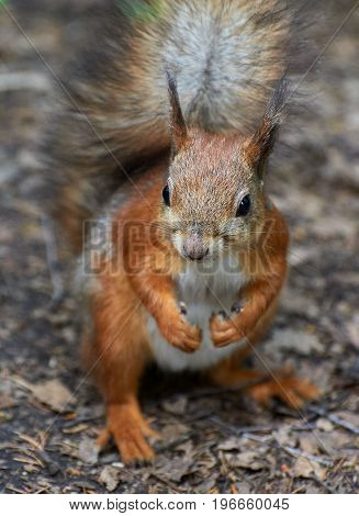 Squirrel is sitting on the ground and eating nuts