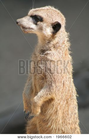 Meerkat (Suricata Suricatta)