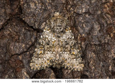 Small ranunculus (Hecatera dysodea) at rest on bark. Scarce but increasing British moth in the family Noctuidae attracted to light in Bath Somerset UK