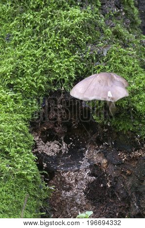 Deer Mushroom (Pluteus cervinus) near a birch tree stump