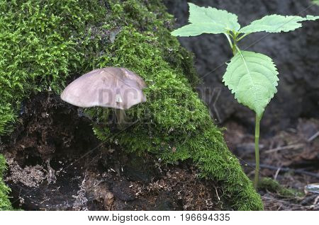 Deer Mushroom (Pluteus cervinus) near a birch tree stump