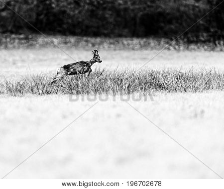 Old Black And White Photo Of Escaping Roebuck With Bark Antlers Jumping Over Tall Grass.