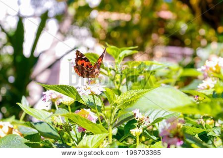 a Beautiful Butterfly feeding on Colorful Flowers