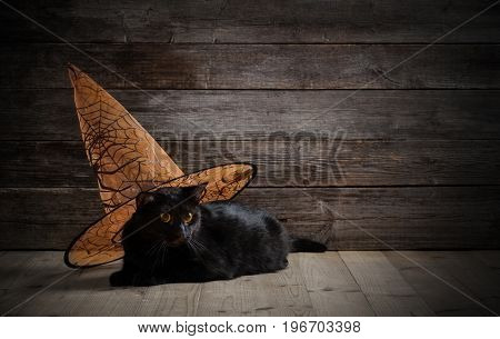 black cat in witch hat on wooden background