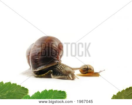 สอง Slugs และ Leafs บนพื้นสีขาว