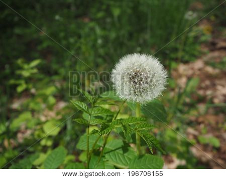 Dandelion close up on the brow green background