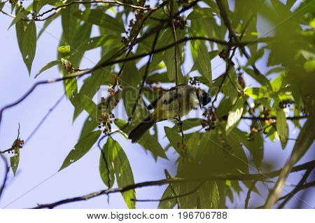 Brown-breasted Bulbul on the tree in Northern part of Thailand. Brown-breasted Bulbul Pycnonotus xanthorrhous.