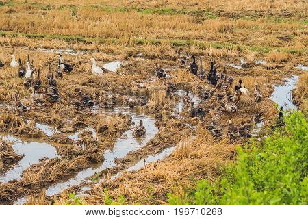 Flock Of Ducks Forage Food In Rice Field