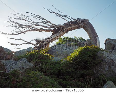 Bend Dry Old Pine Tree Making A Window Against Blu Sky