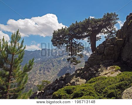 Big Pine Tree On The Rock With Snow Spotted Mountains Backround And A Blue Sky